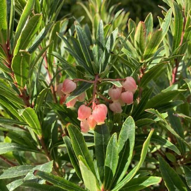 Arbousier 'Mercurius' (Arbutus unedo) - Fleurs (Globe Planter)